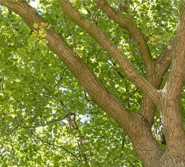 Baum