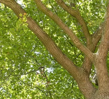Baum