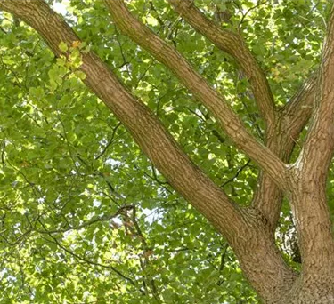 Baum