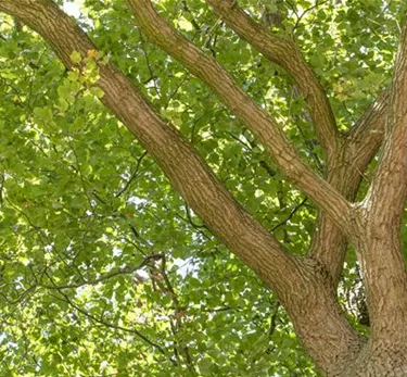 Baum