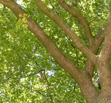 Baum