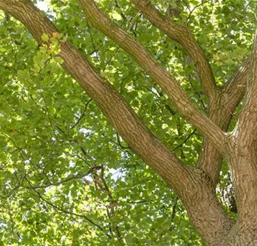 Baum