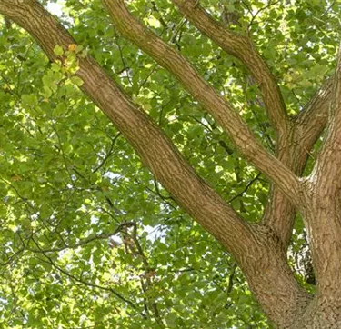 Baum