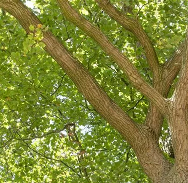 Baum
