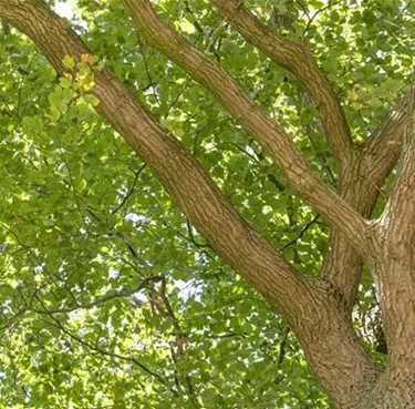Baum