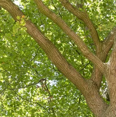 Baum