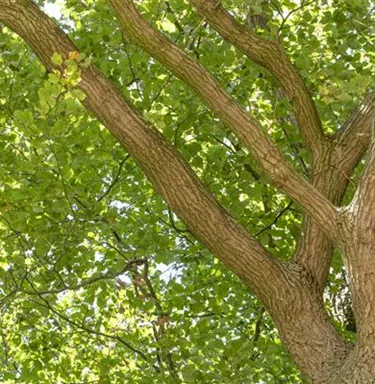 Baum