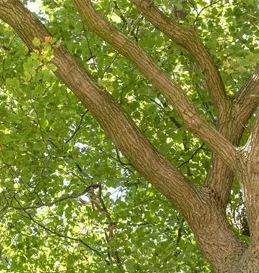 Baum