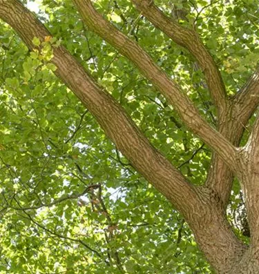 Baum