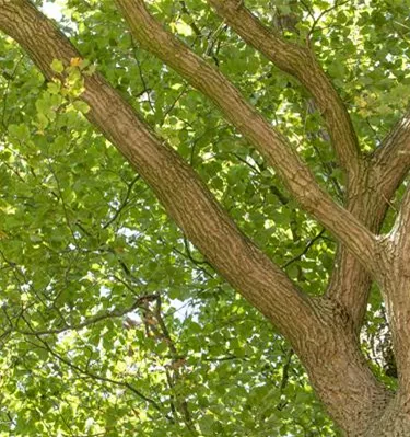 Baum