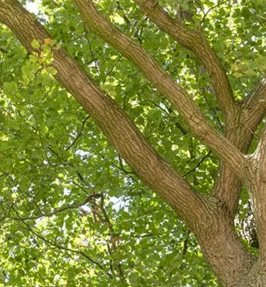 Baum