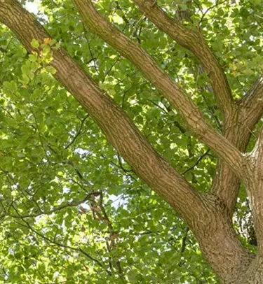 Baum