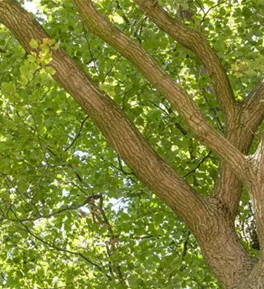 Baum