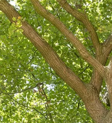 Baum