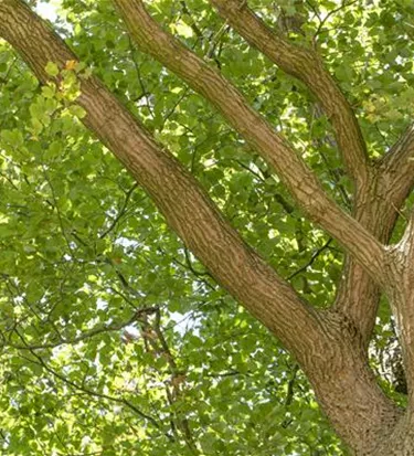 Baum