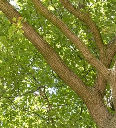 Baum