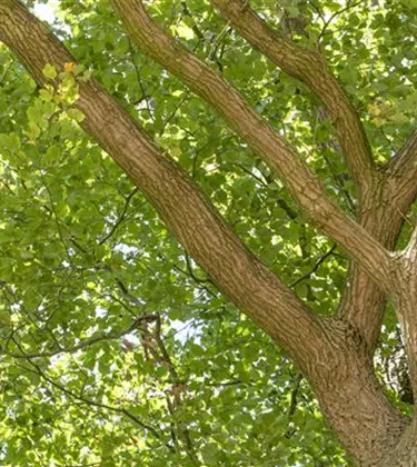 Baum