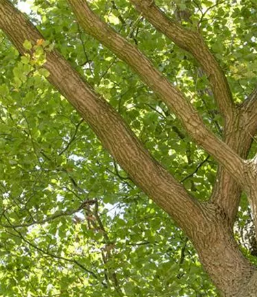 Baum