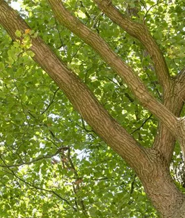 Baum