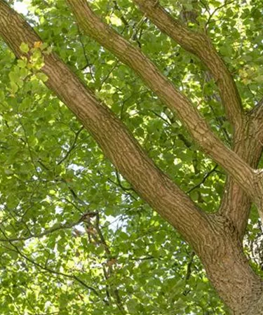 Baum