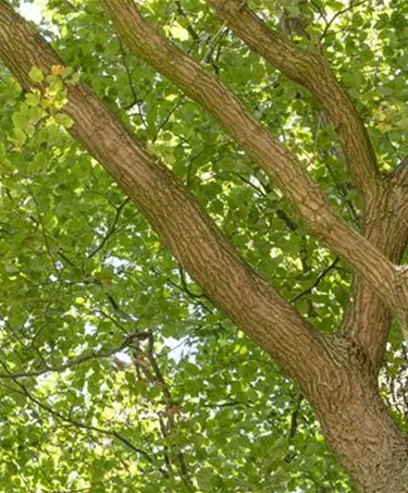 Baum