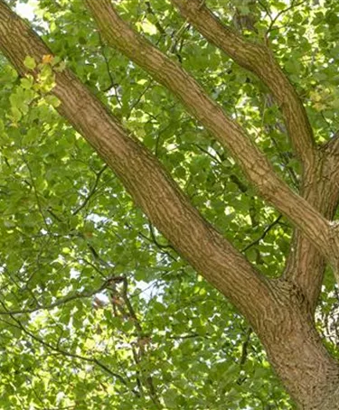 Baum