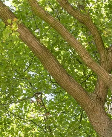 Baum