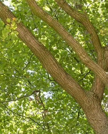 Baum