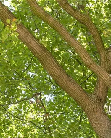 Baum