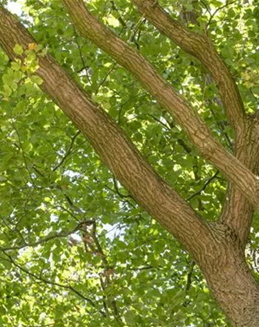 Baum