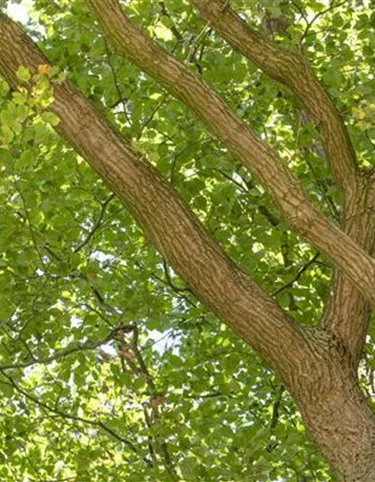 Baum