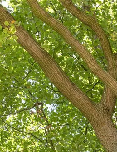 Baum