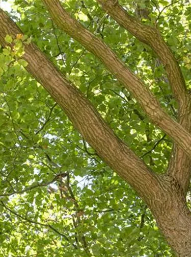 Baum