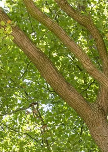 Baum
