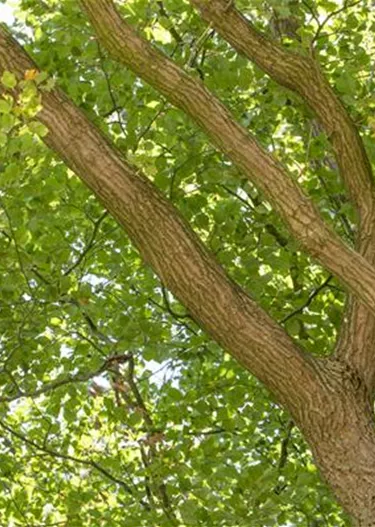 Baum