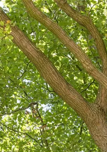 Baum