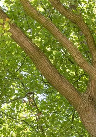 Baum