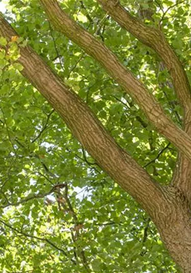 Baum