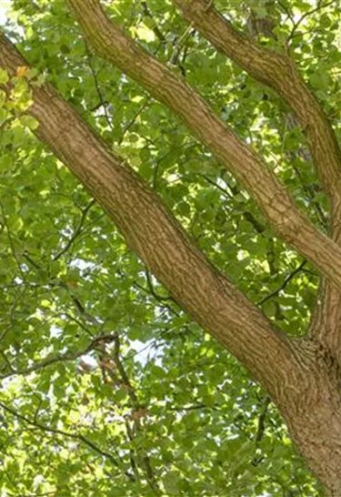 Baum