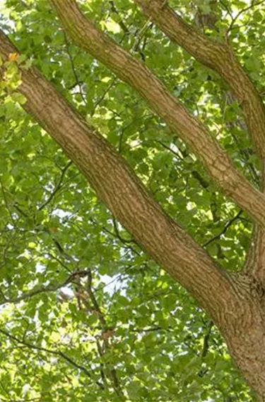 Baum