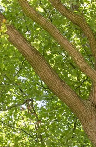 Baum