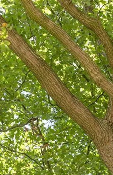 Baum