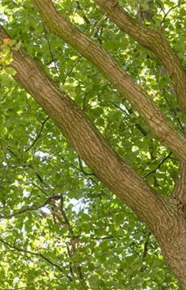Baum