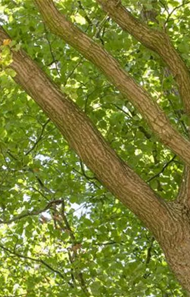 Baum