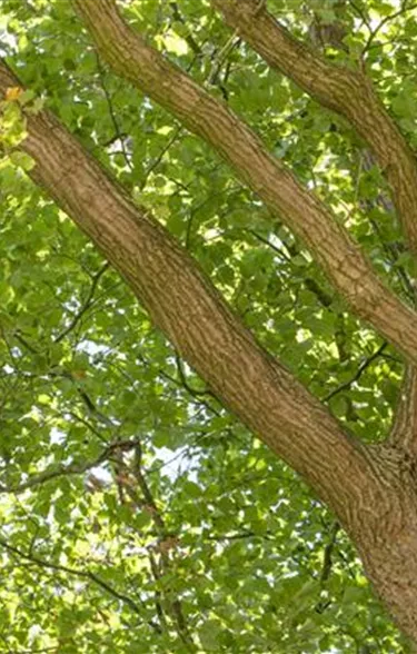 Baum