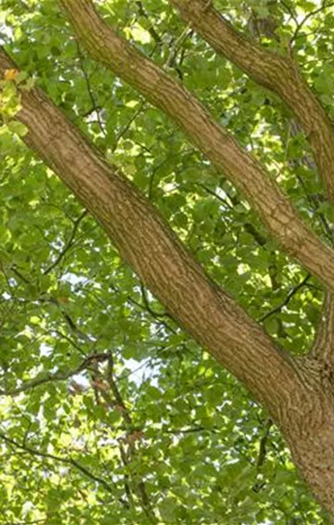 Baum