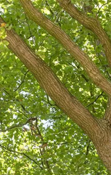 Baum