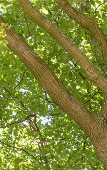 Baum