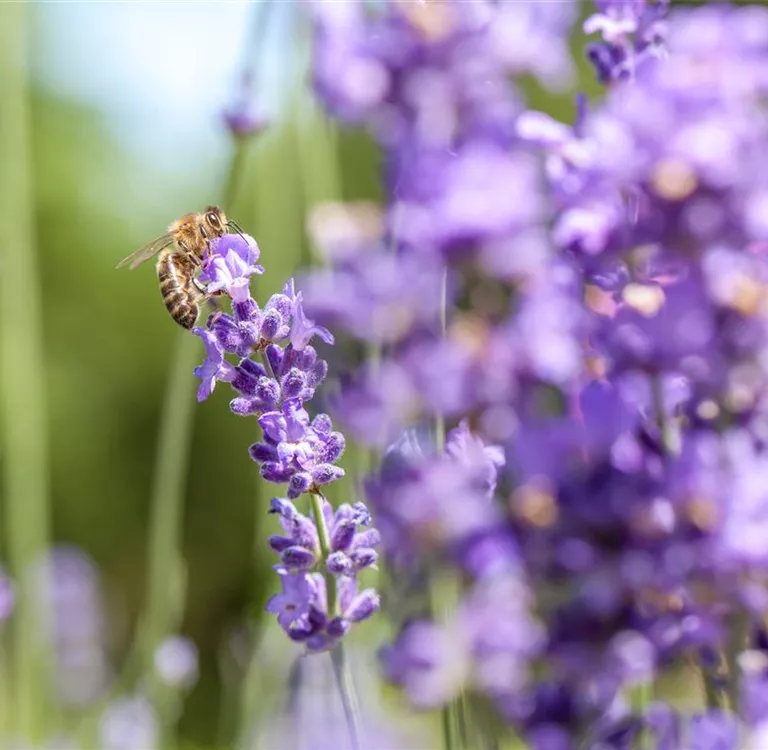 Bienenfreundliche Stauden – Naschparadies für Bienen