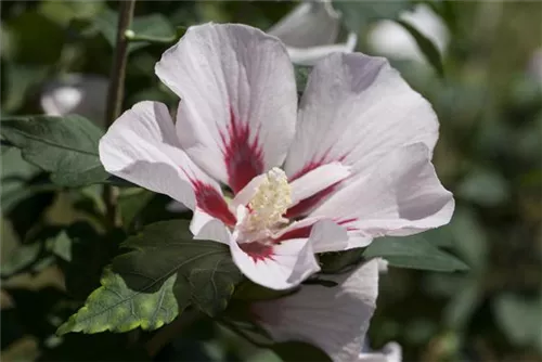 Straucheibisch 'Hamabo' - Hibiscus syriacus 'Hamabo'